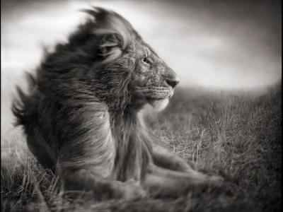 лев, король