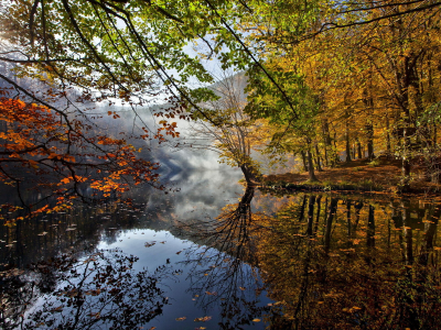 листья, осень, деревья, река.