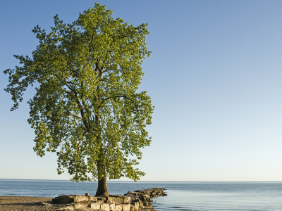 Lone Tree, Хантингтон-Бич, озеро Эри, дерево, пейзаж