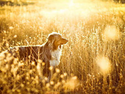 собака, поле, свет