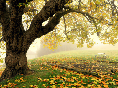 дерево, туман, парк, осень