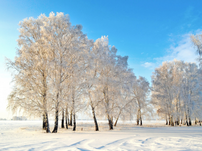 деревья, природа, снег, фото, зима
