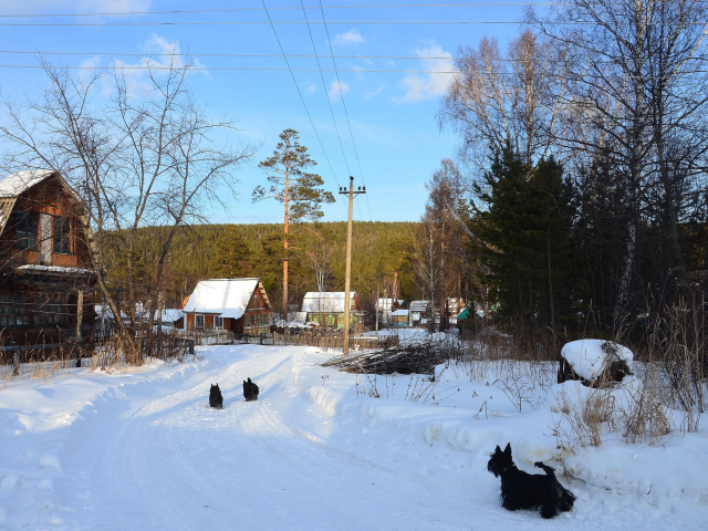 зима, дача, посёлок, улица, снег, собаки