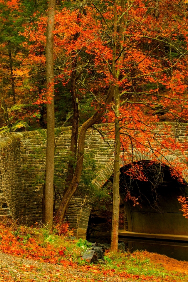 road, colorful, trees, forest, colors, bridge, walk, autumn, leaves, nature, fall, path, park