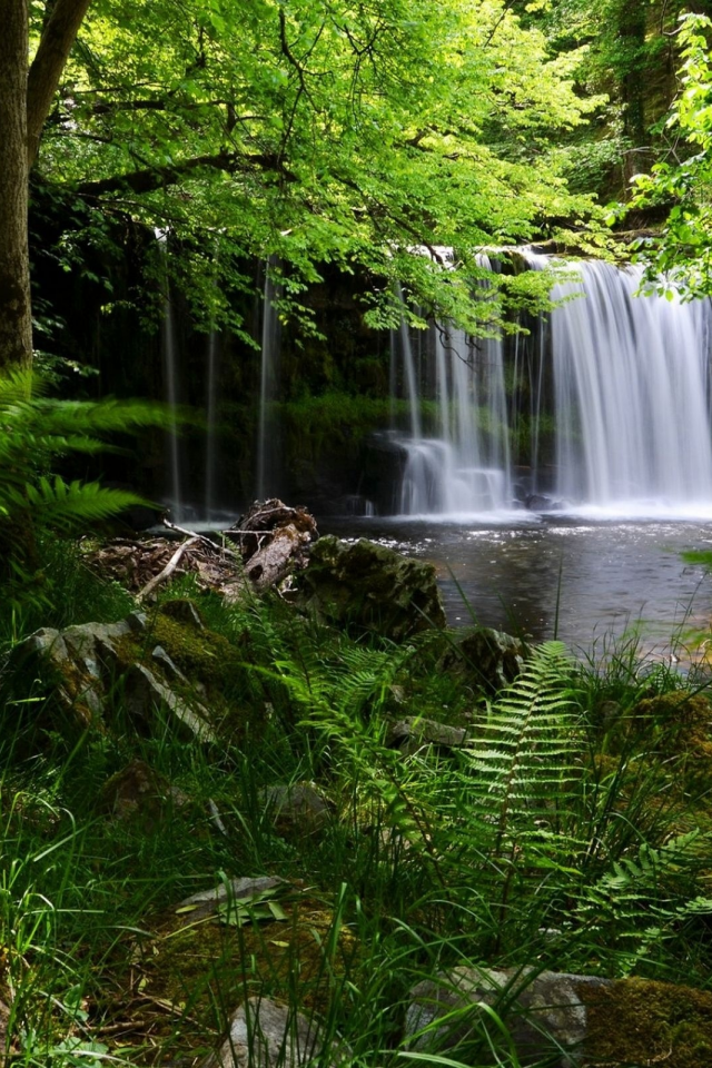 National Park, Англия, водопад, лес, папоротни