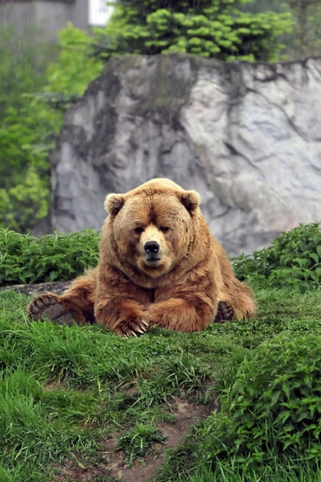 bear, brown, grass, wild
