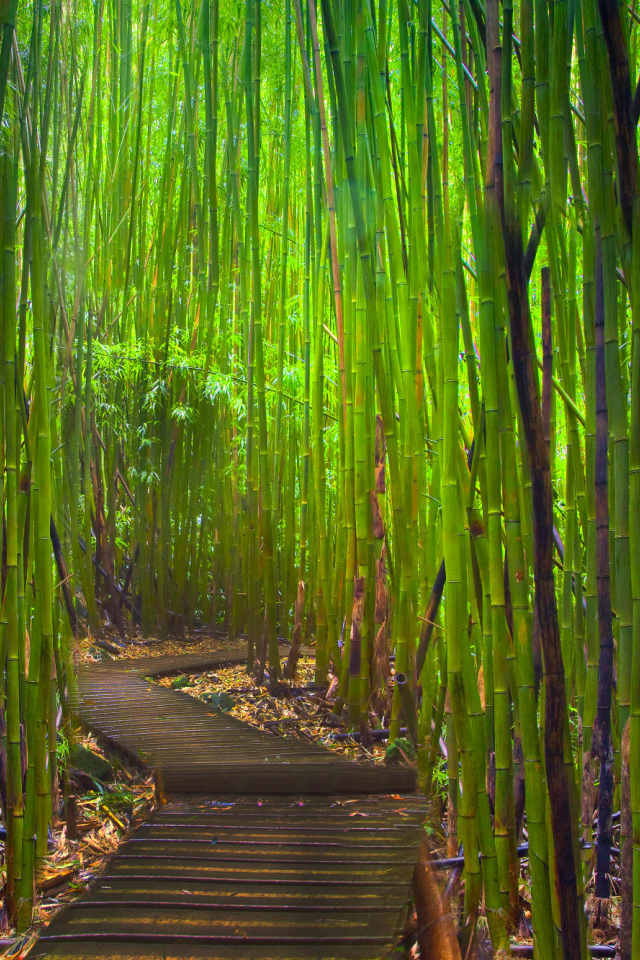 лес, бамбук, вьетнам, дорожка