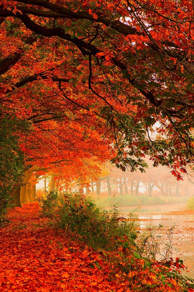 autumn, forest, nature, trees, листья, water, leaves, hdr, walk, river, деревья