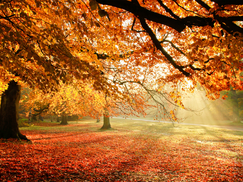 листва, природа, осень, свет, деревья