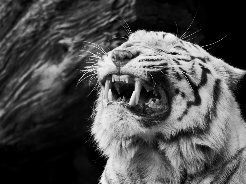 ярость, морда, белый тигр, оскал, злость, клыки
