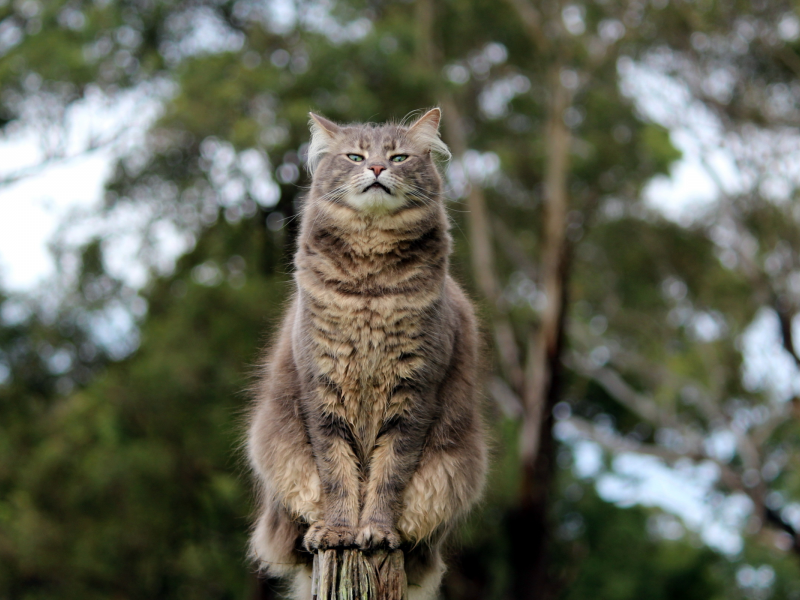 кошка, поза, взгляд