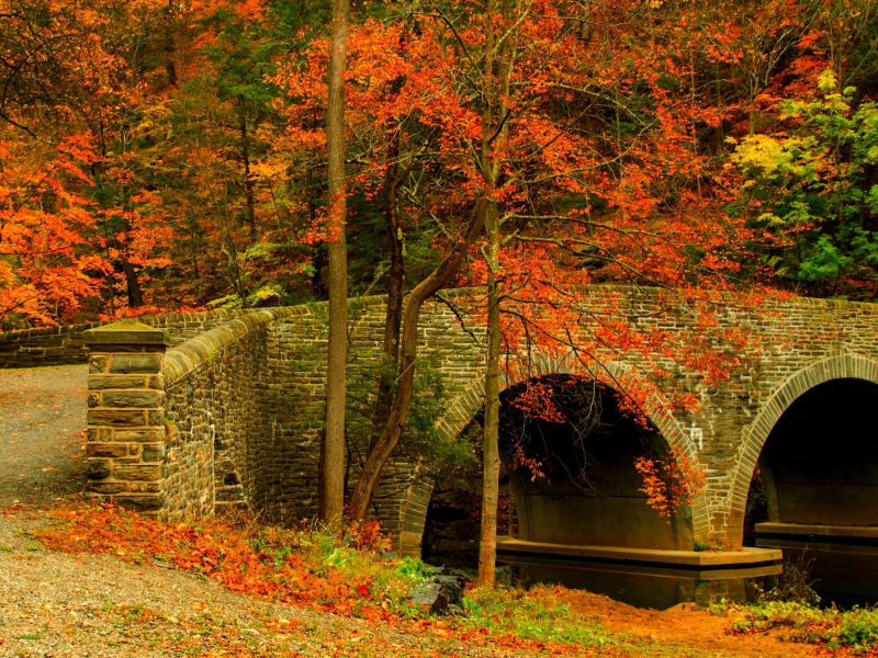 road, colorful, trees, forest, colors, bridge, walk, autumn, leaves, nature, fall, path, park