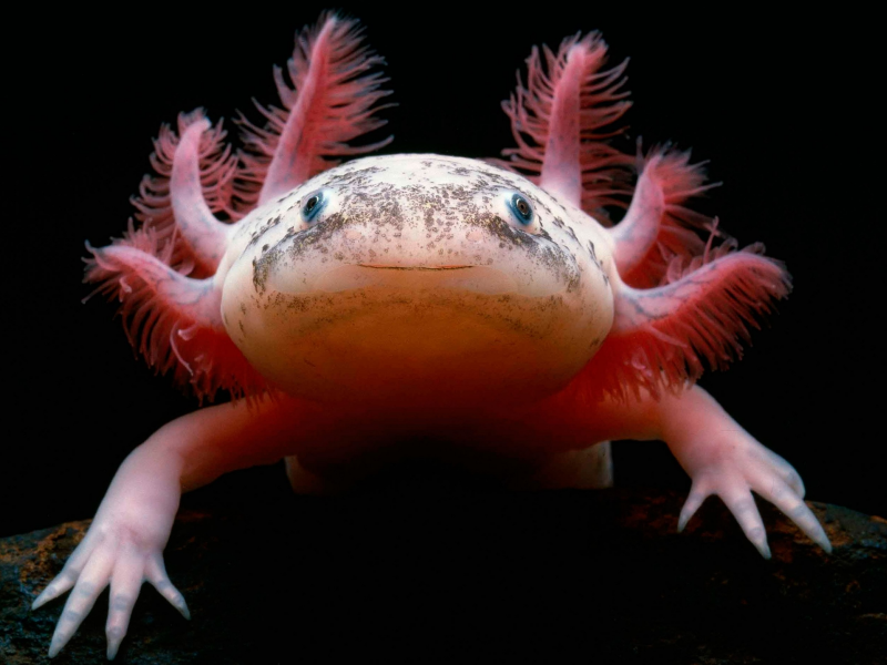 Аксолотль, мексиканская саламандра, Axolotl