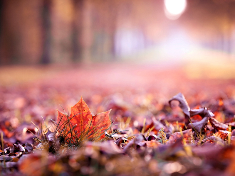 макро, autumn, листья, leave, листочек, осень, осень, листик