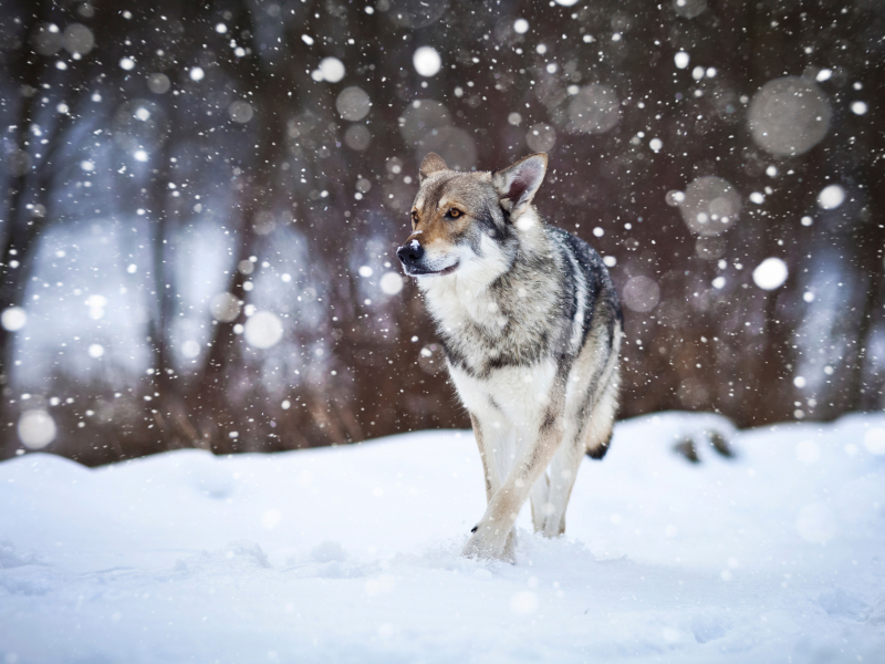 Wolfdog, собака, снег