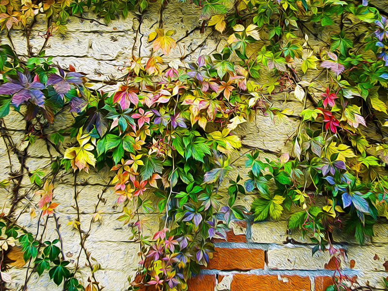 краски, цвет, листья, рисунок, осень, стена, плющ