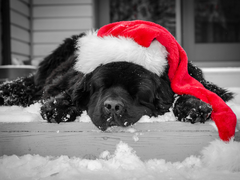 новогодняя, окрас, спит, красная, черный, шапка, собака
