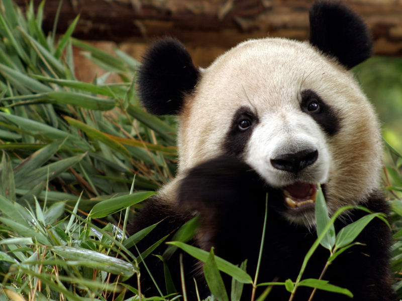 бамбук, панда, медведь, китай