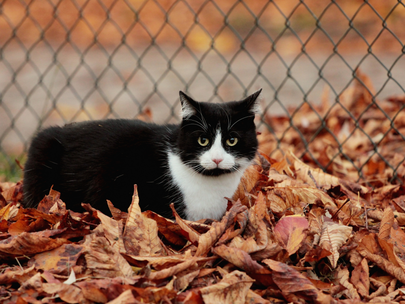 ограждение, кот, осенние, черно-белый, листья