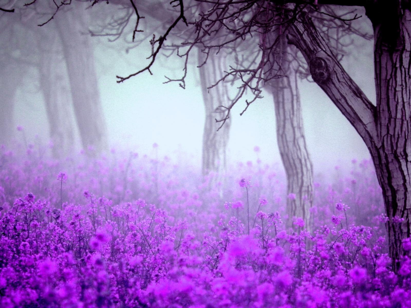 цветы, весна, туман, деревья