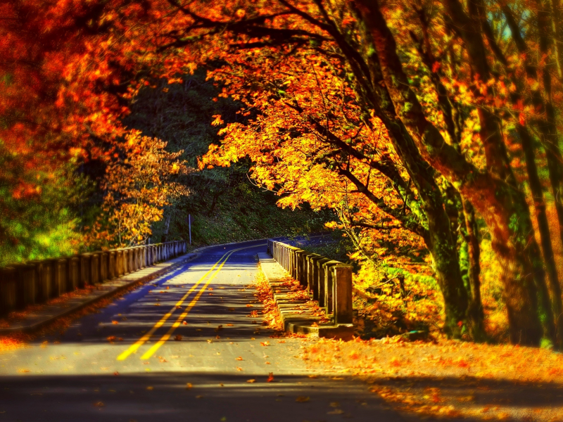 road, bridge, park, forest, fall, autumn, walk, colorful, trees, colors, path, leaves, nature