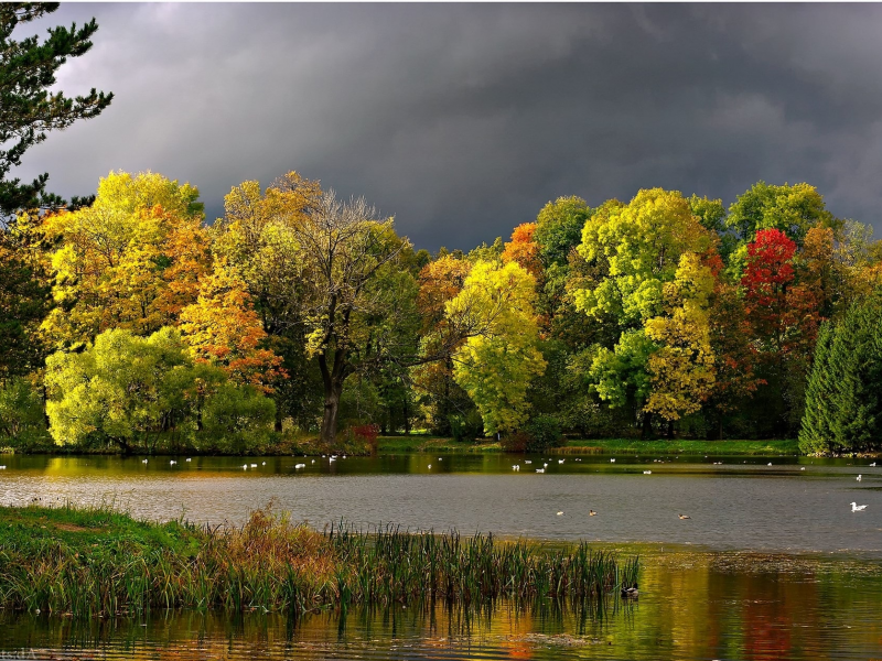 природа, реки, озера, осень, тучи, пруд, чайки, пейзаж