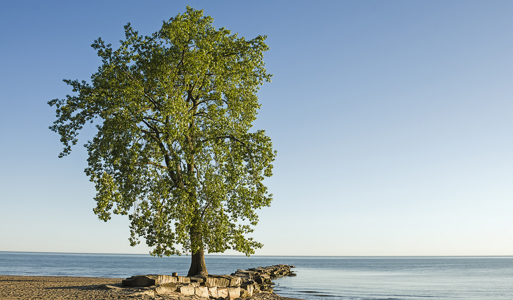 Берег, море, дерево, пейзаж.