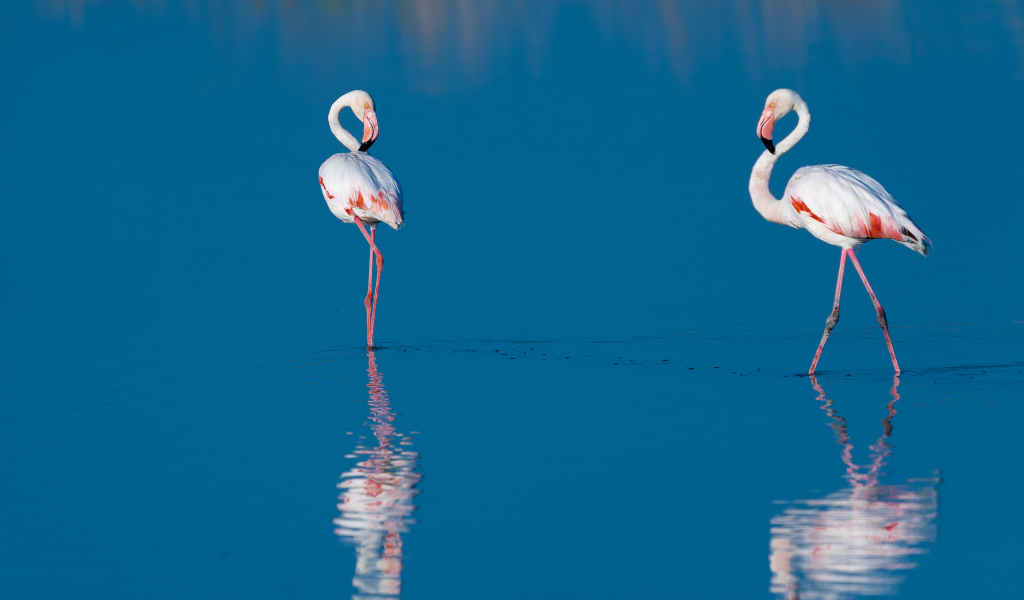 фламинго, птицы, вода, две, голубая, отражение