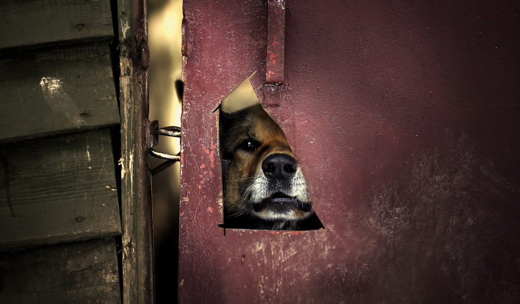 Дверь, калитка, проём, морда, собака.