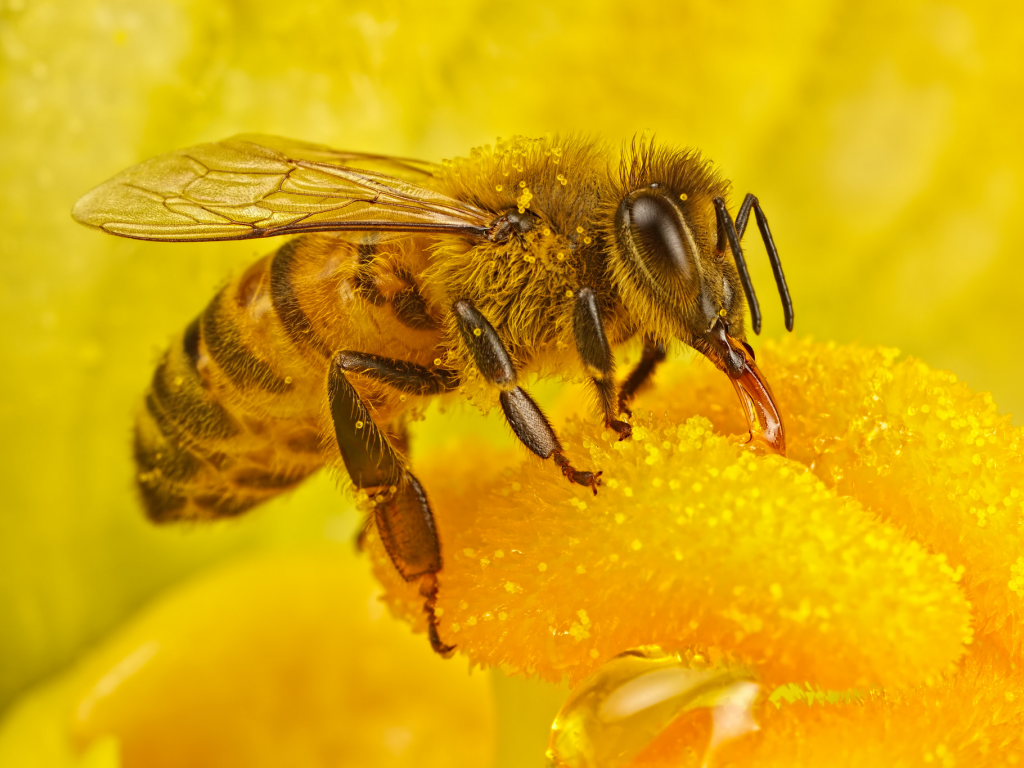 цветок, пчела
