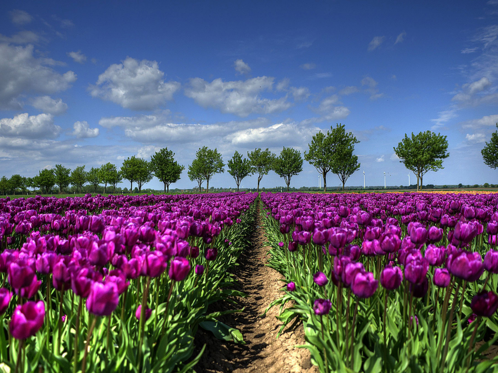 тюльпаны, голландия, поле, деревья, весна
