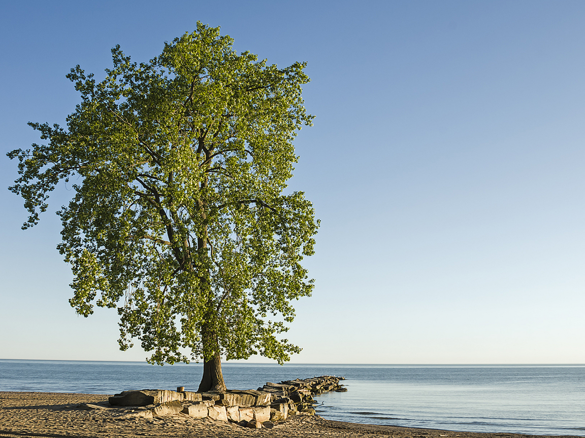 Берег, море, дерево, пейзаж.