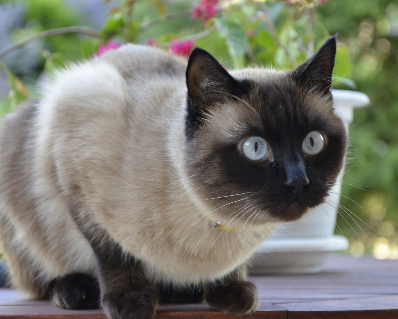 кошка, сиамская, глаза, голубые, взгляд, испуг, размышление