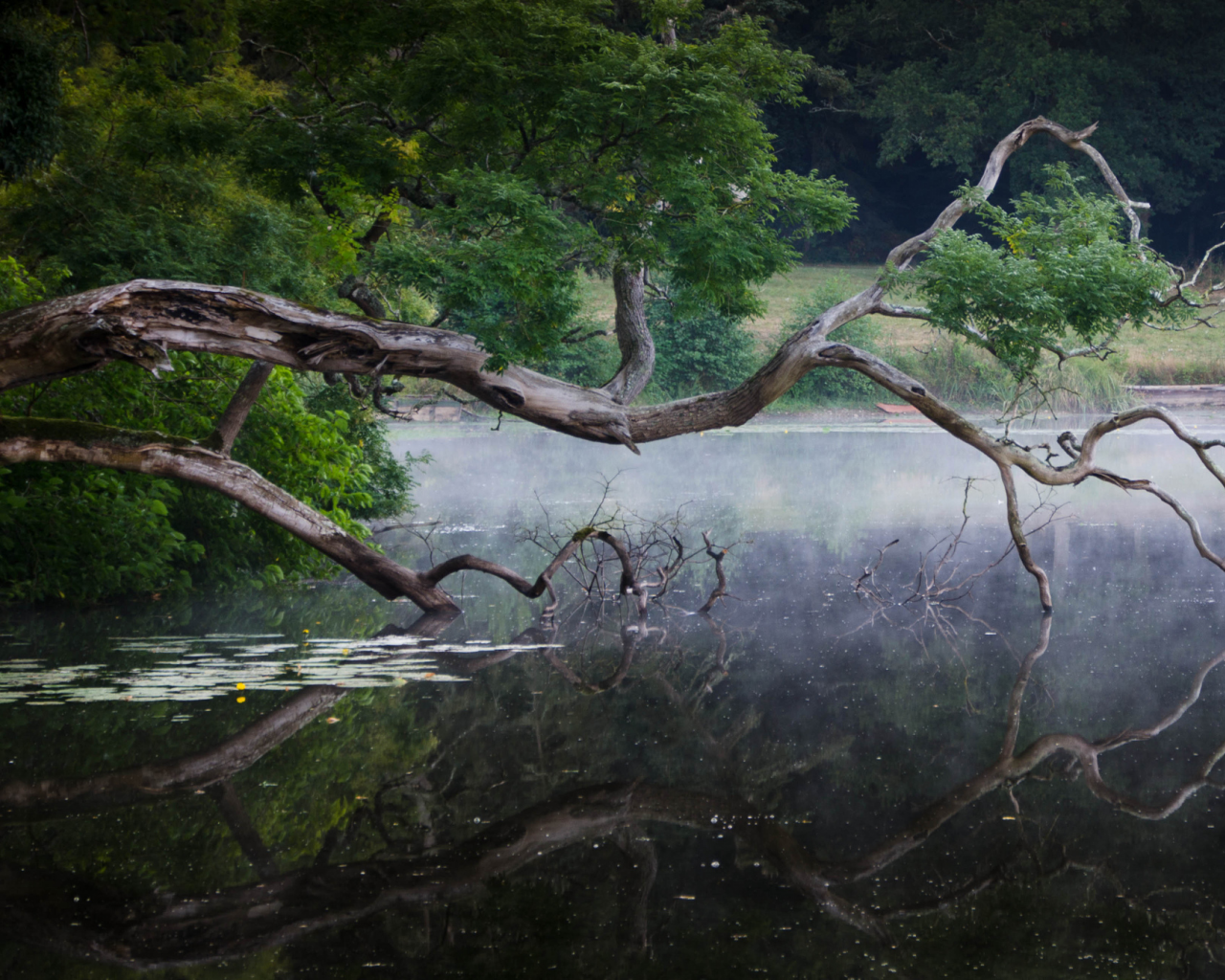 лес, озеро, коряга, отражение