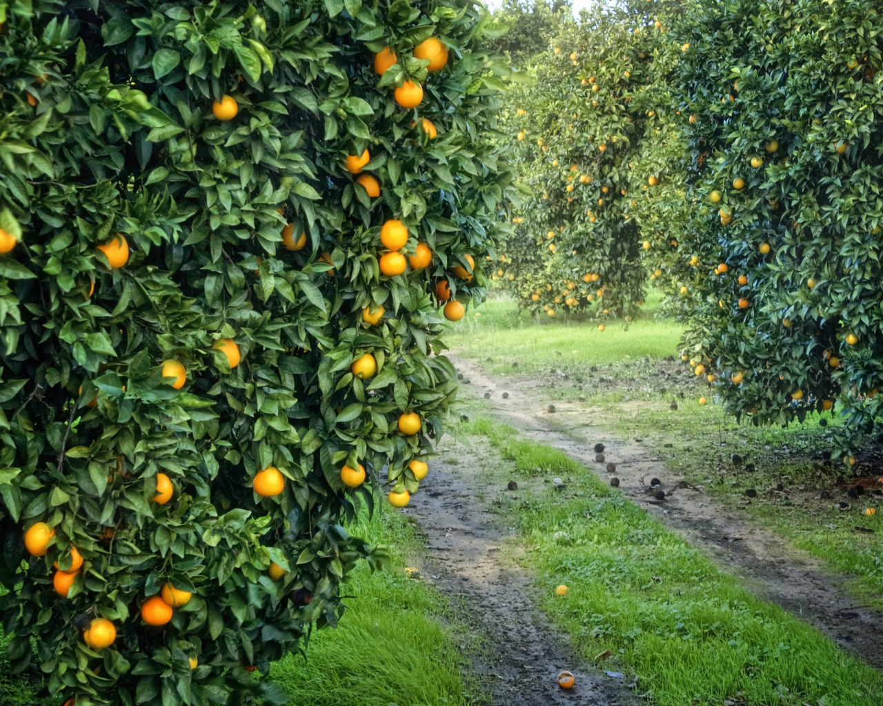 оранжевые, урожай, плоды, роща, апельсиновая, сад