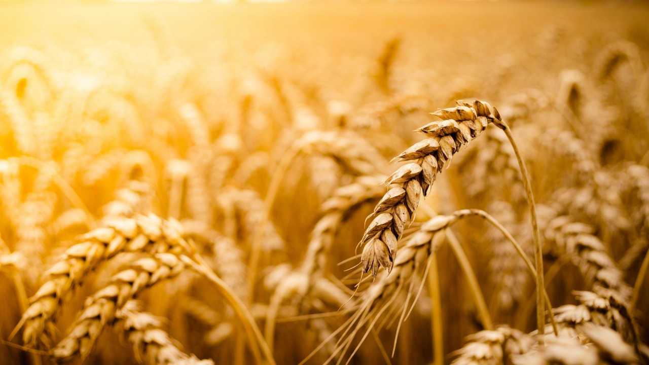 macro, пшеница, солнце, обои, макро, рожь, фон, поле, field