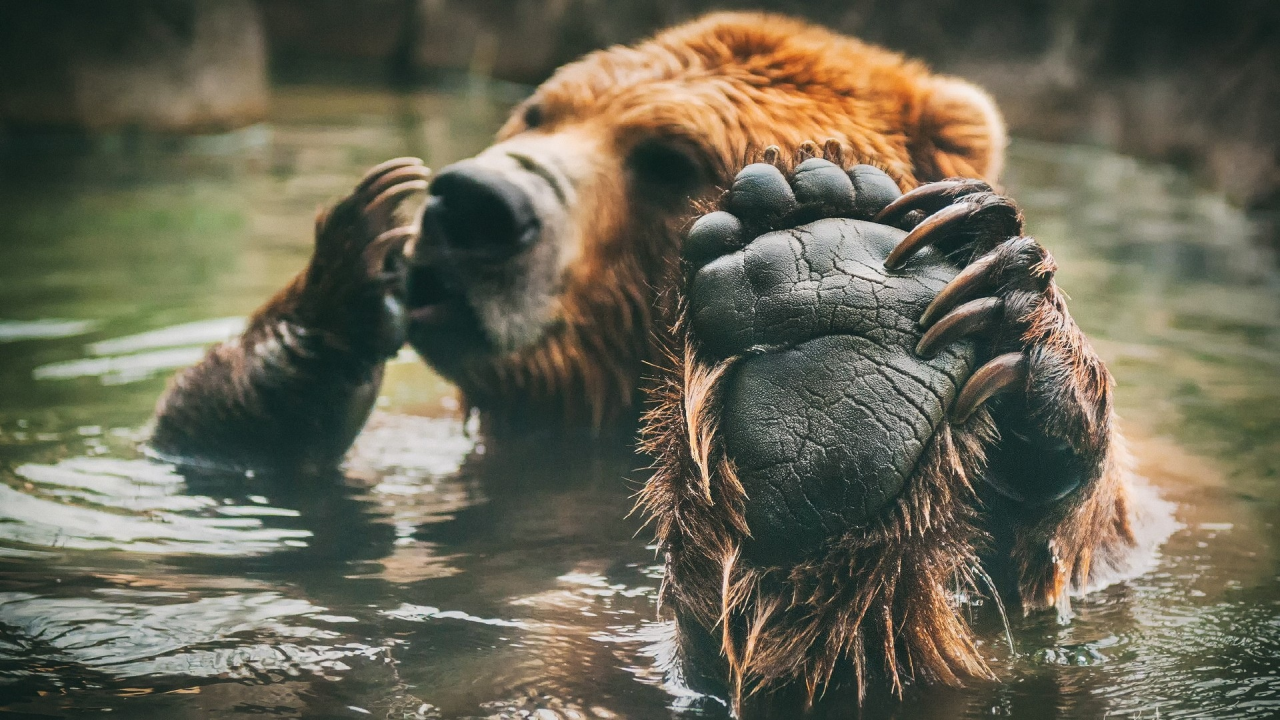 медведь, лапа, когти, вода