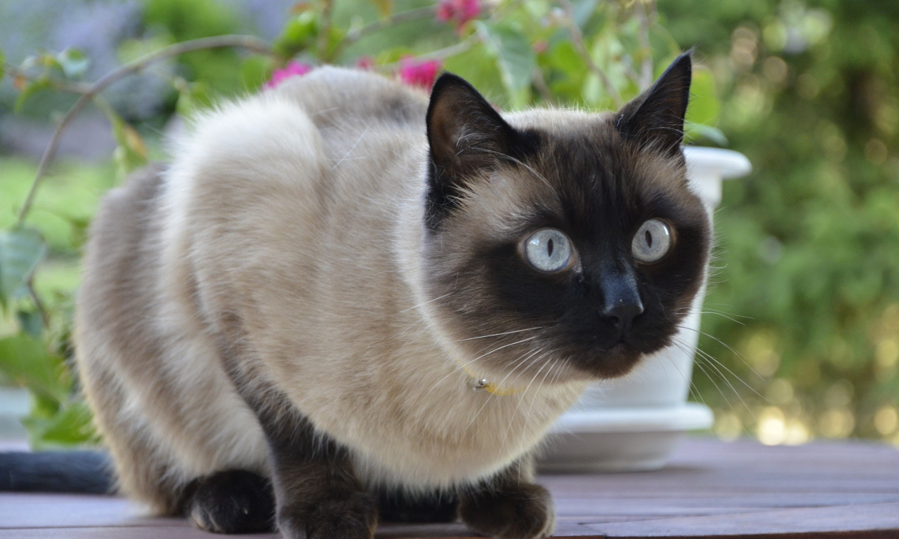 кошка, сиамская, глаза, голубые, взгляд, испуг, размышление