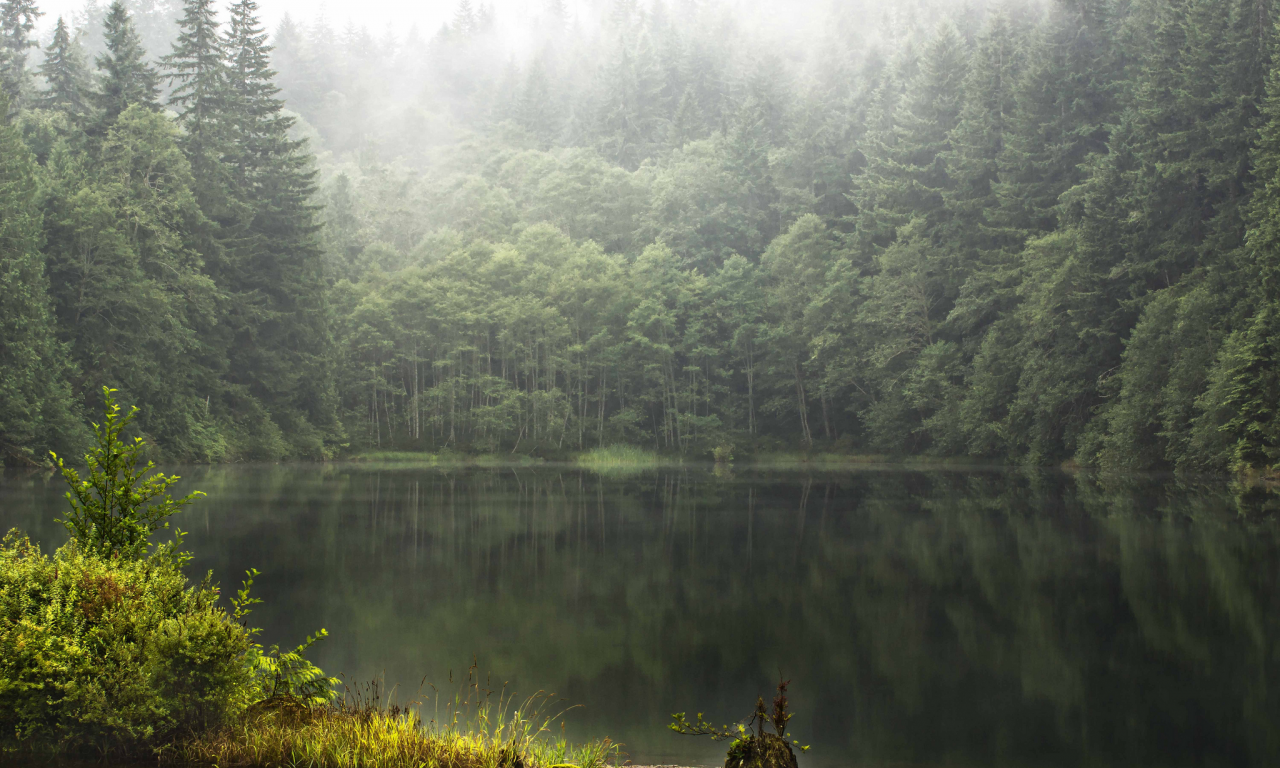 лес, лето, озеро, туман