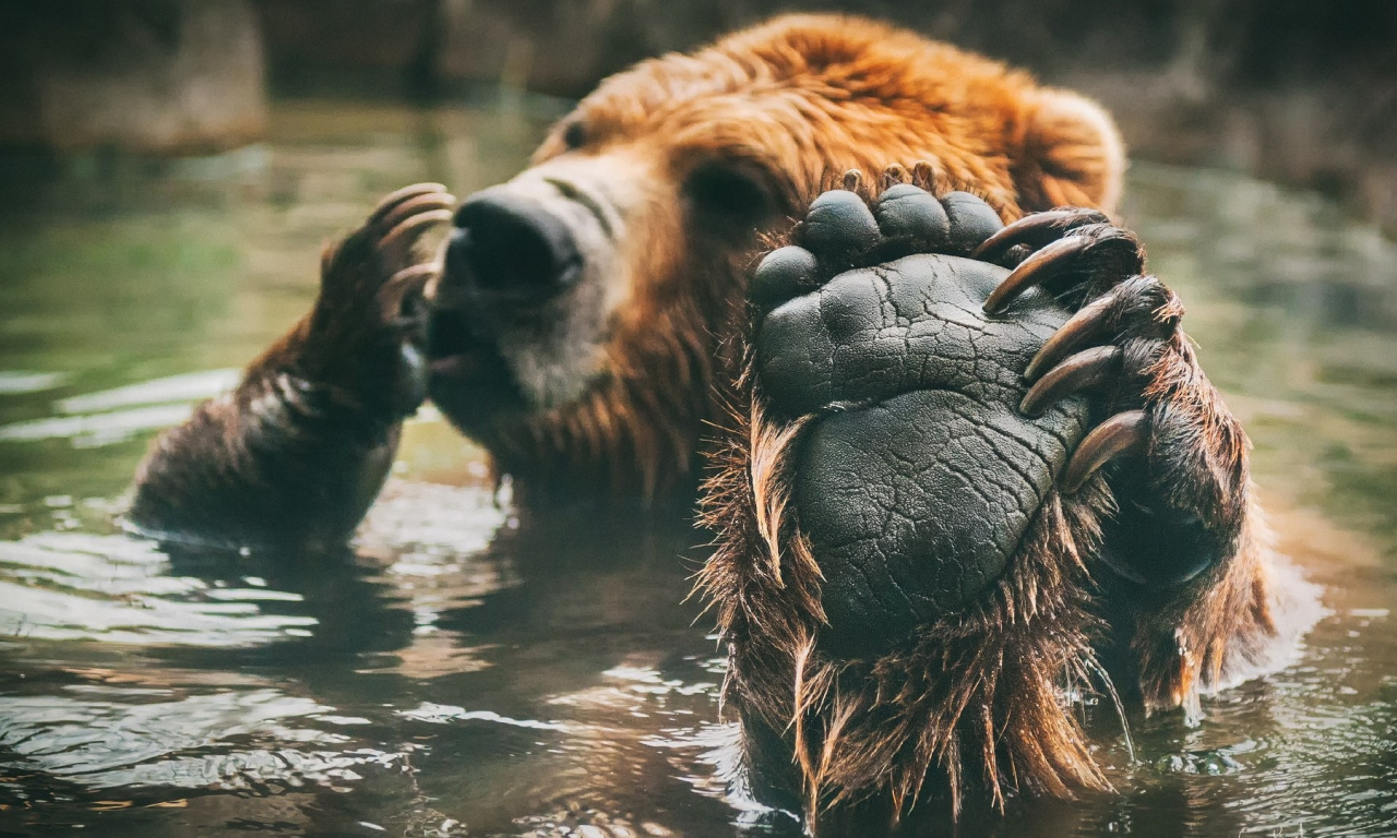 медведь, лапа, когти, вода