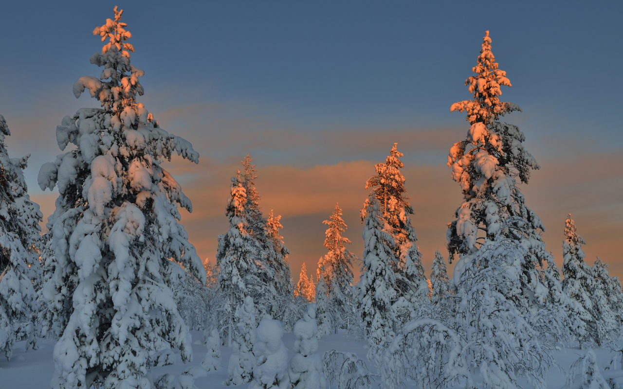 зима, лес, вечер, снег, елки