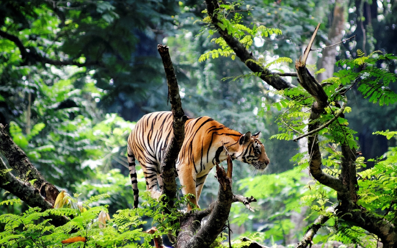 тигр, джунгли, охота