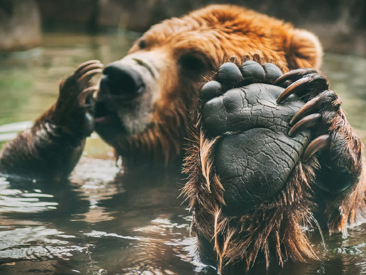 медведь, лапа, когти, вода