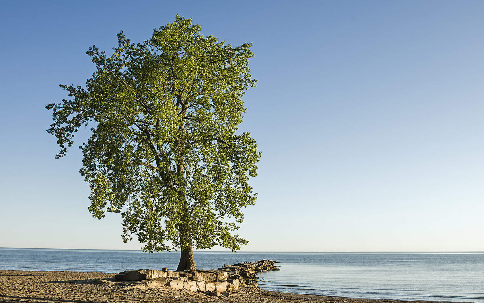 Берег, море, дерево, пейзаж.