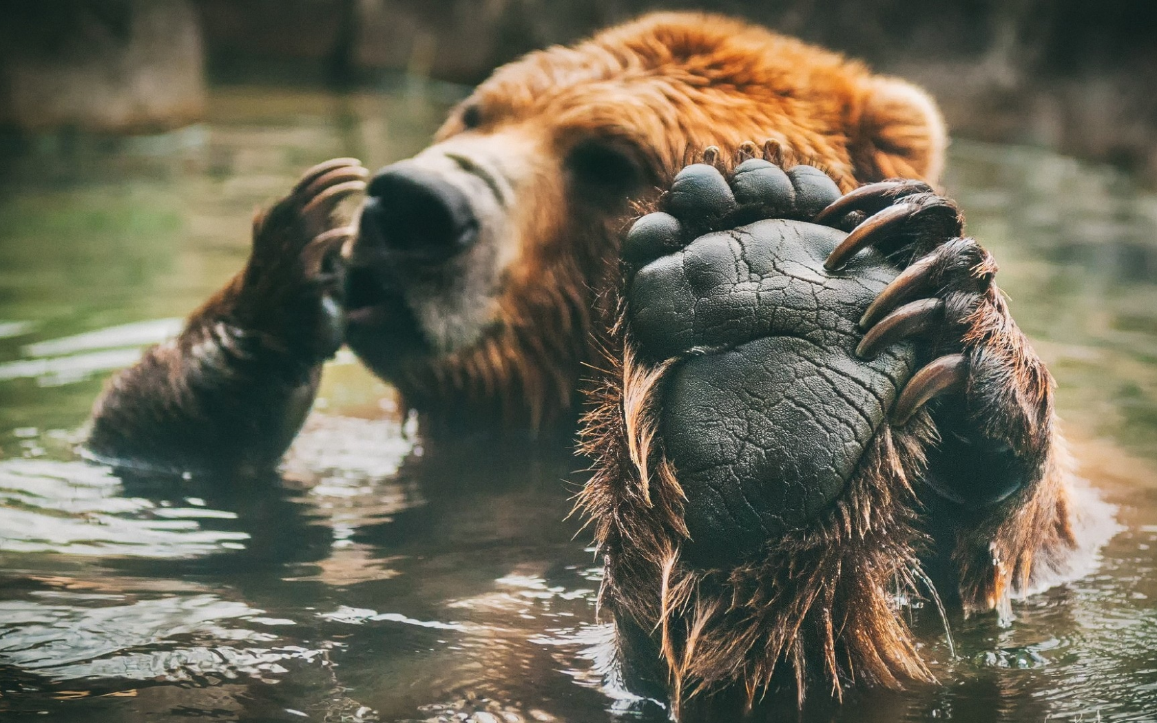 медведь, лапа, когти, вода