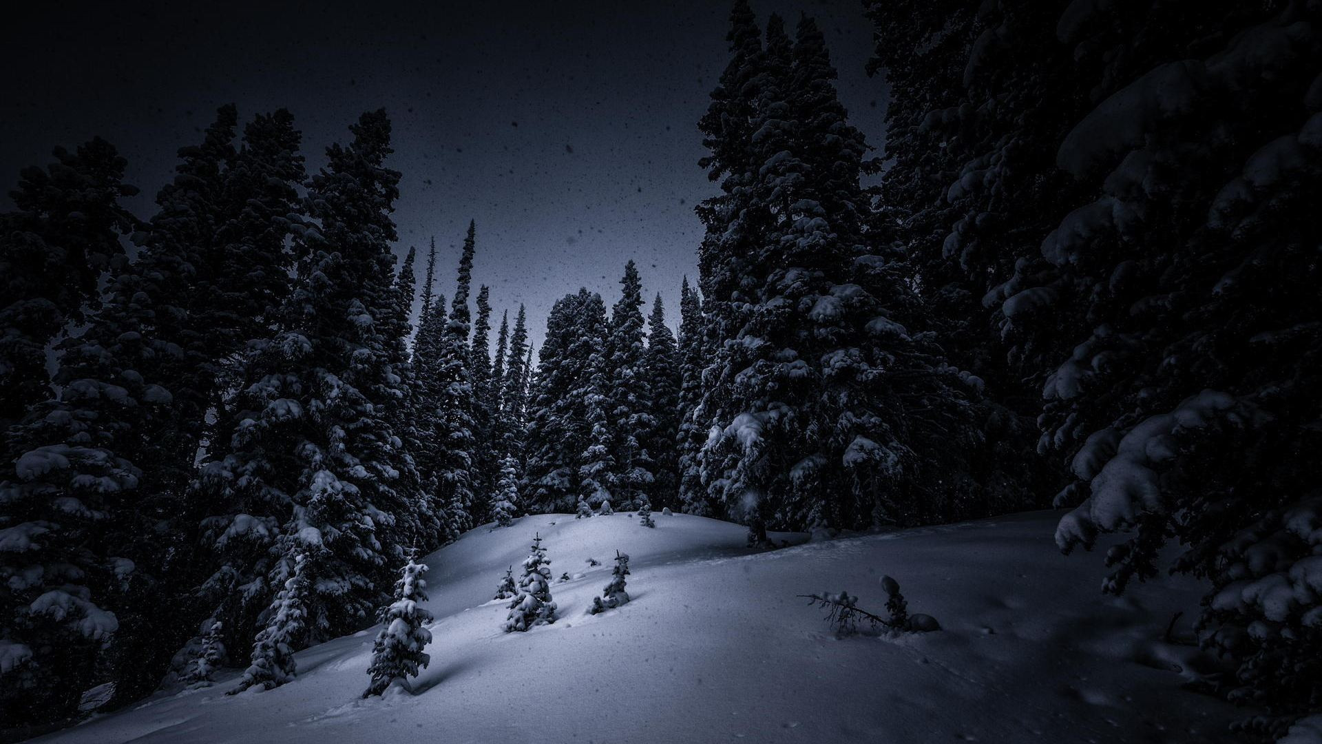 елки, деревья, ночь, лес, снег, зима