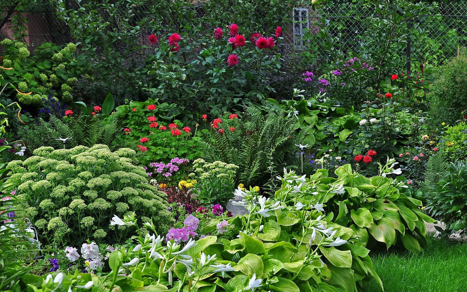 парк, растения, сад, цветы