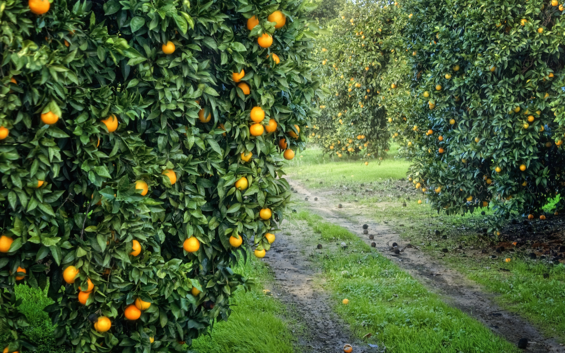 оранжевые, урожай, плоды, роща, апельсиновая, сад