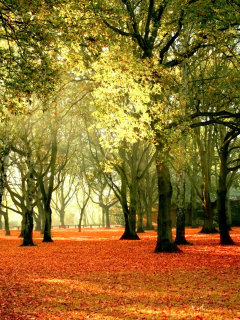 пейзаж, небо, осень, листья, природа, желтые, деревья