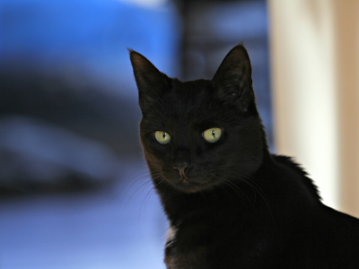 кот, черный, фон, взгляд
